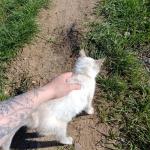 Cica mentés a hidegben képgalléria beszámoló