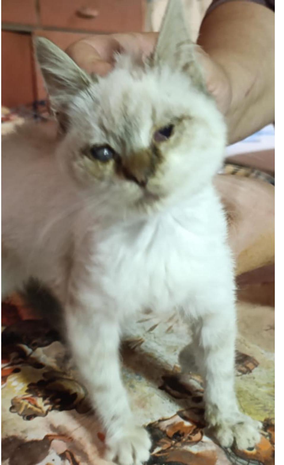 A cica aki egyik szemére vak