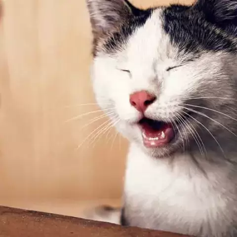 Eszi a macskád az almot?