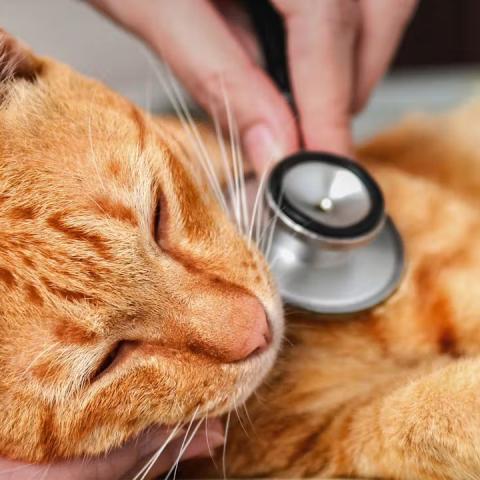 A macskával járó kiadások