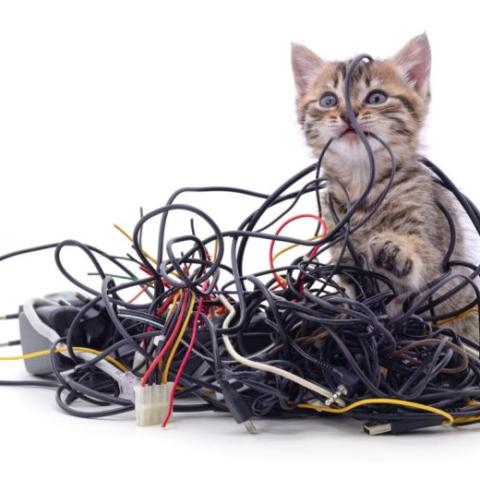 A cicára leselkedő veszélyek az othonodban