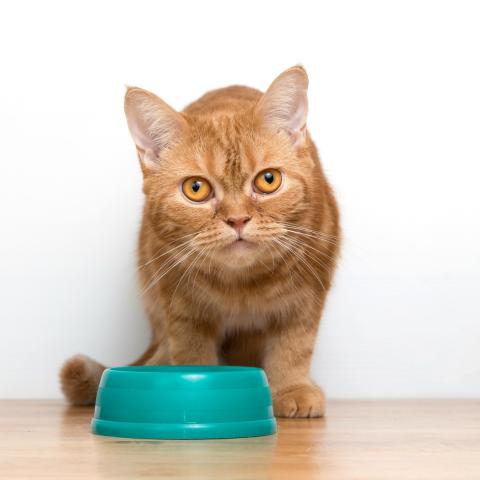 Ételallergia - Élelmiszer-túlérzékenység