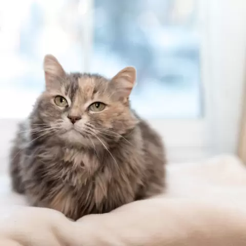 Örökbefogadás - felnőtt cicával nehezebb?